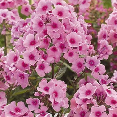 Flox-Phlox Pink - Paniculata - 1-pakke